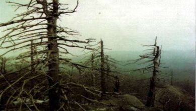 Photo of Опасность тромбоза: причины и последствия